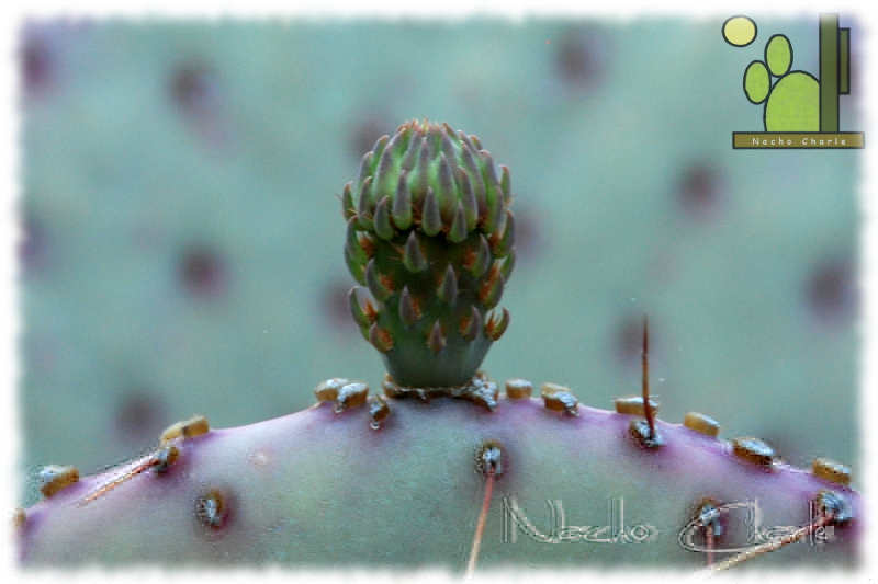 Opuntia santa-rita 376 2013 06.JPG