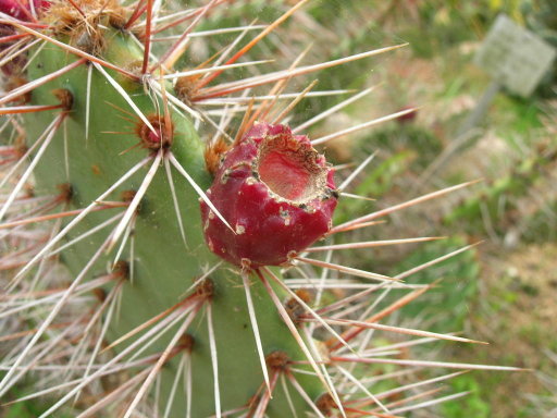 DSCN1127.jpg