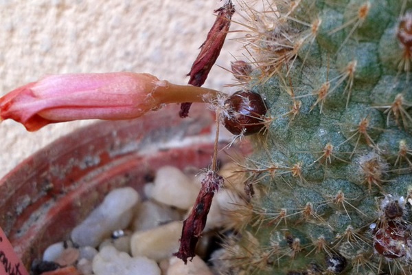 fruto rebutia dem pseud.jpg