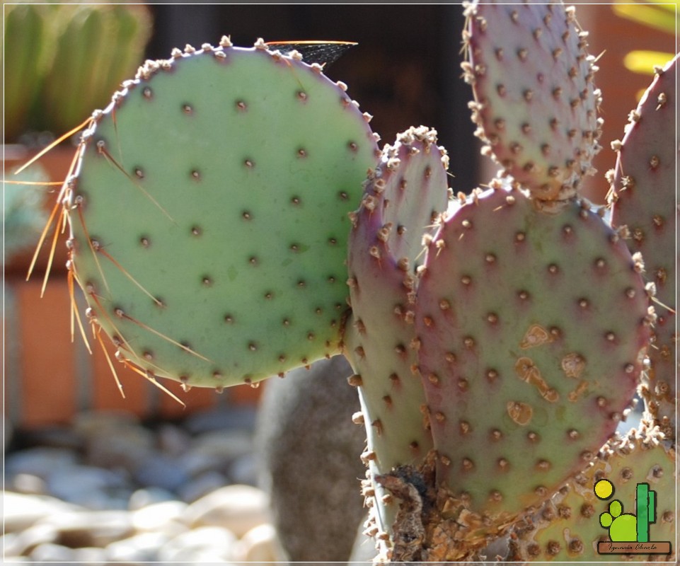 Opuntia Santa Rita: Julio de 2007