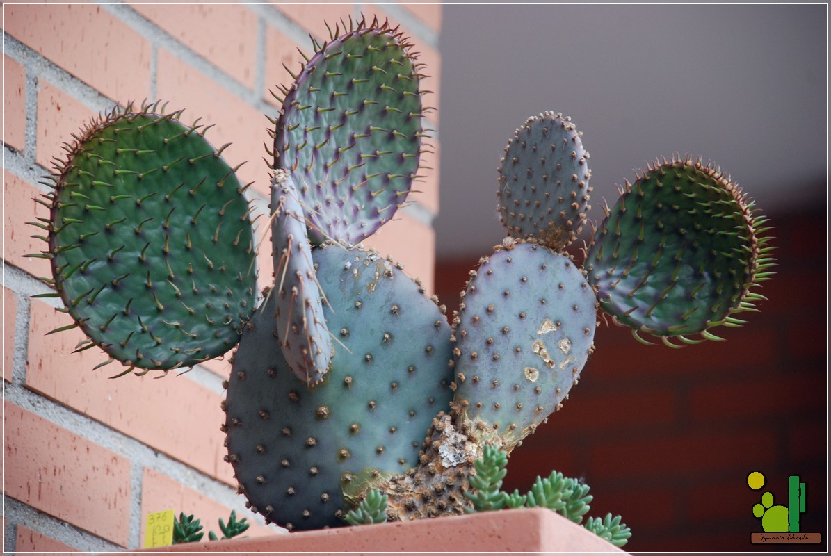 Opuntia Santa Rita: Junio 2008