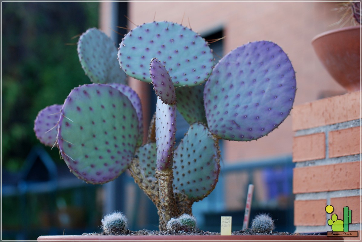 Opuntia Santa Rita: Febrero 2011