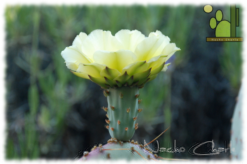 Opuntia Santa Rita: Julio 2013