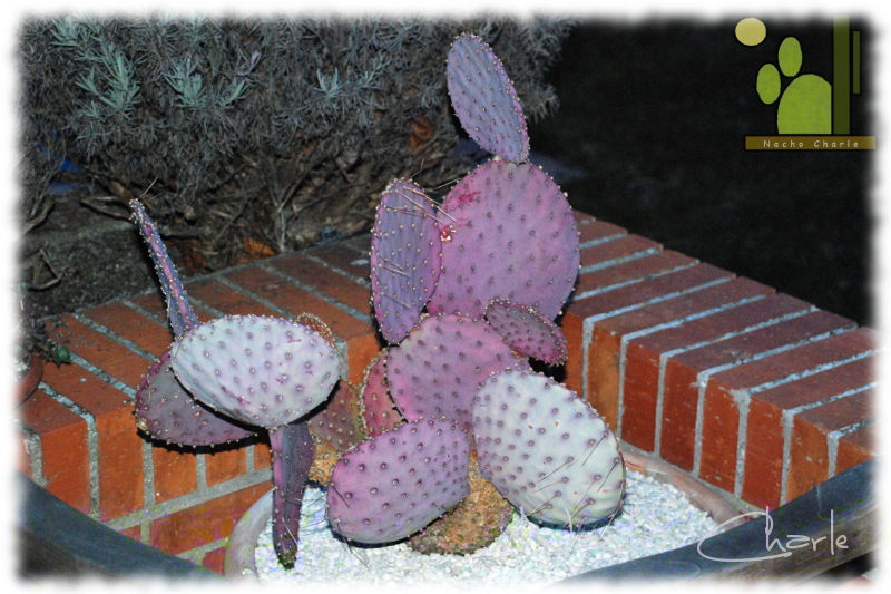 Opuntia Santa Rita: Febrero 2013