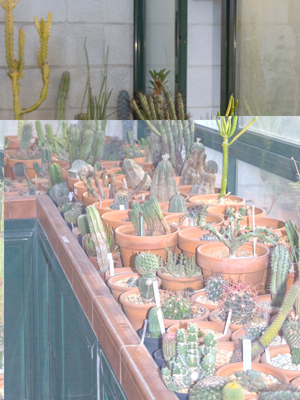 jardin1.jpg
