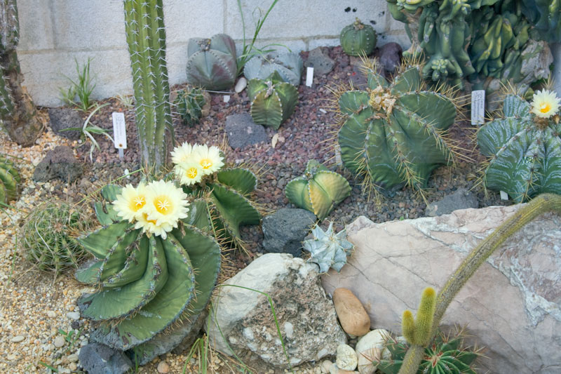 jardin3.jpg