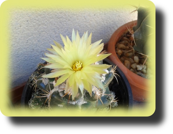 Coryphantha elephantidens 3.jpg