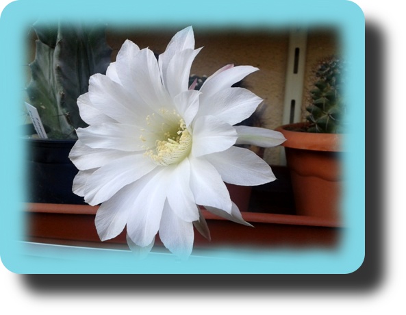 Echinopsis subdenudata 3.jpg