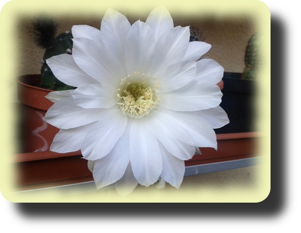 Echinopsis subdenudata 4.jpg