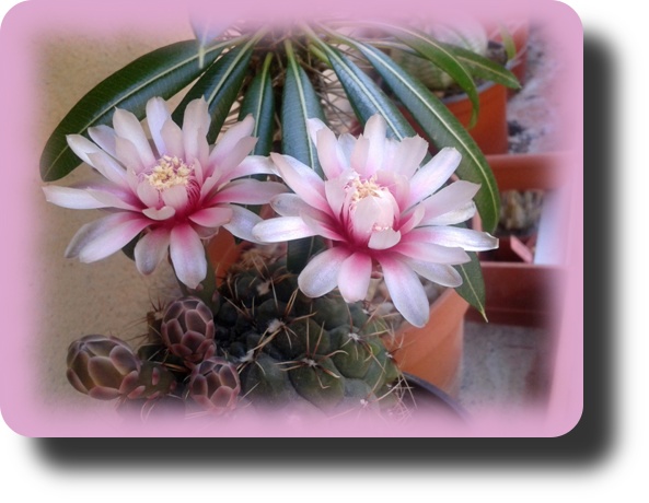 Gymnocalycium baldianum 2.jpg