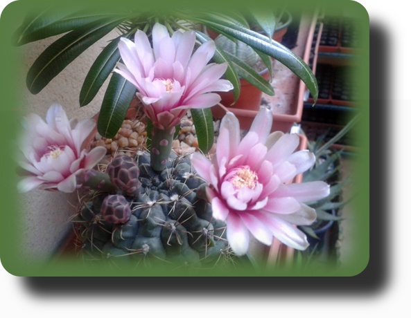 Gymnocalycium baldianum 3.jpg