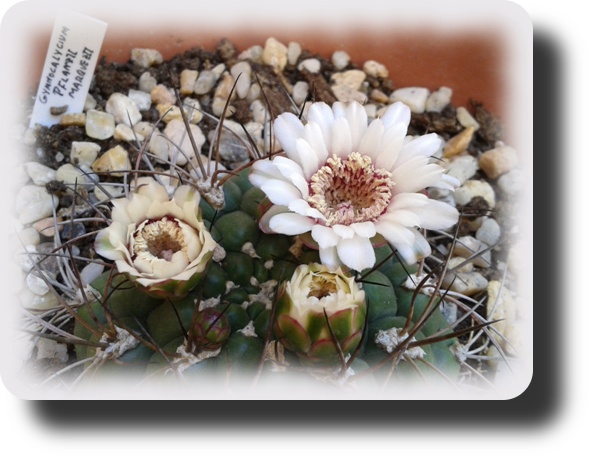 Gymnocalycium pflanzii marquezii 4.jpg