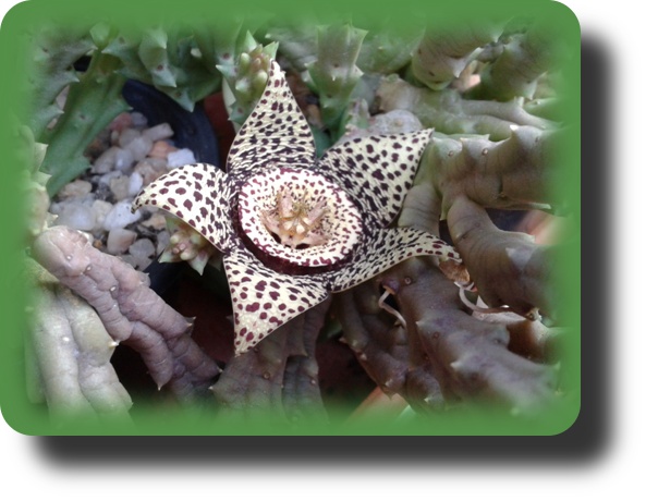 Orbea variegata.jpg