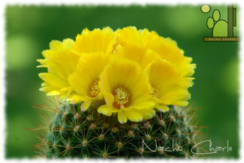 Parodia mutabilis 034 2013 07 14 01.JPG