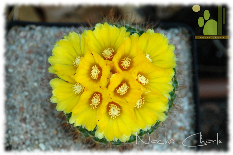 Parodia mutabilis 034 2013 07 14 02.JPG