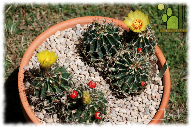 Thelocactus setispinus Ch 075 2013 07 01.jpg