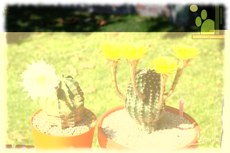 Echinopsis Shannon Gold (amarillo)<br />Echinopsis subdenudata