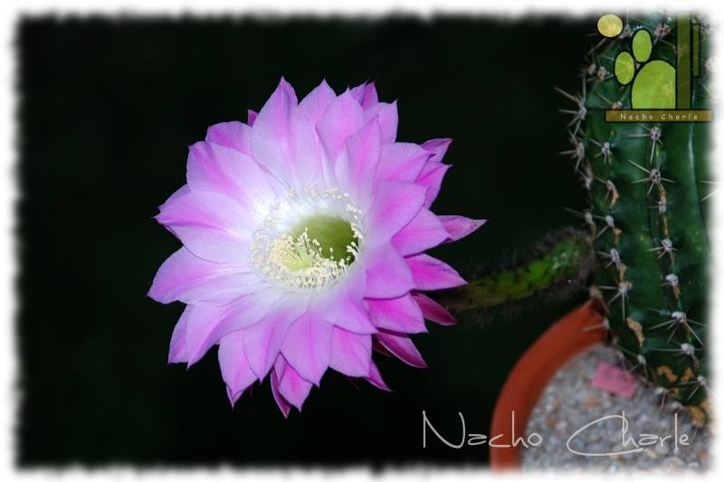 Echinopsis &quot;Lochinvar&quot; un híbrido de Bob Schick