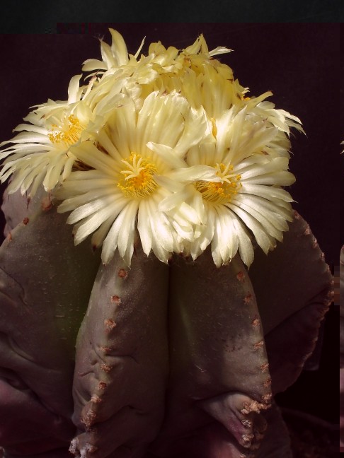 Astrophytum m myriostigma var. nudum 160709 010 [50%] [50%].jpg