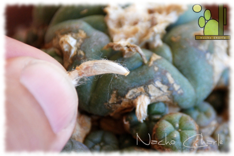 Lophophora williamsii Ch 007 2013 07 04.JPG