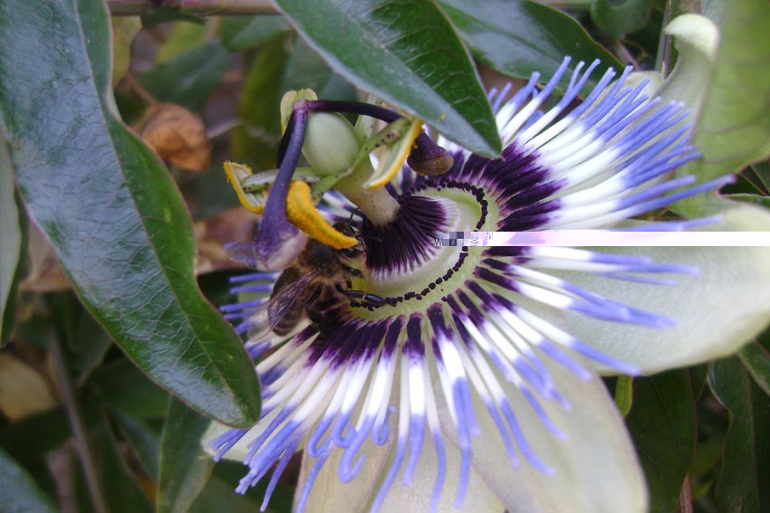 abeja buena1.jpg