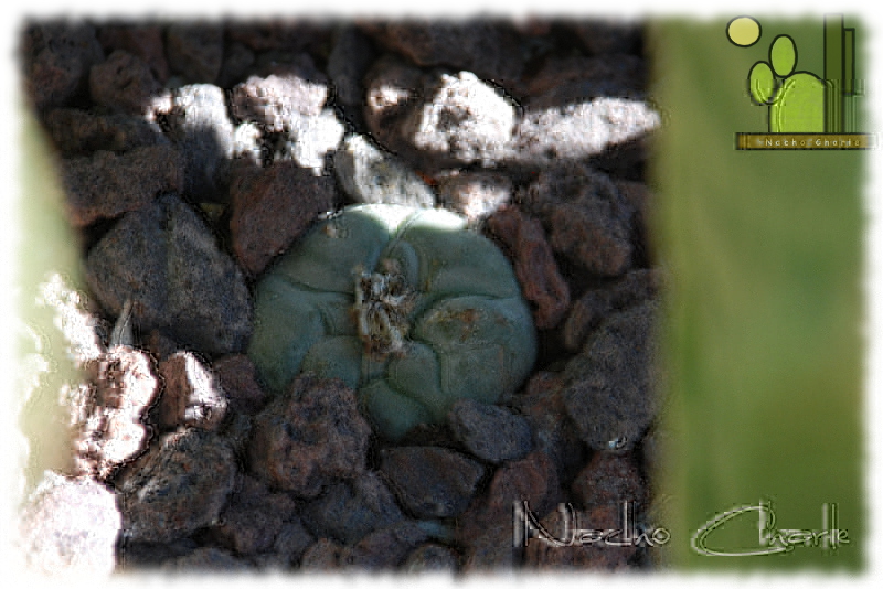 Lophophora williamsii Ch 007 2013 07 07.JPG