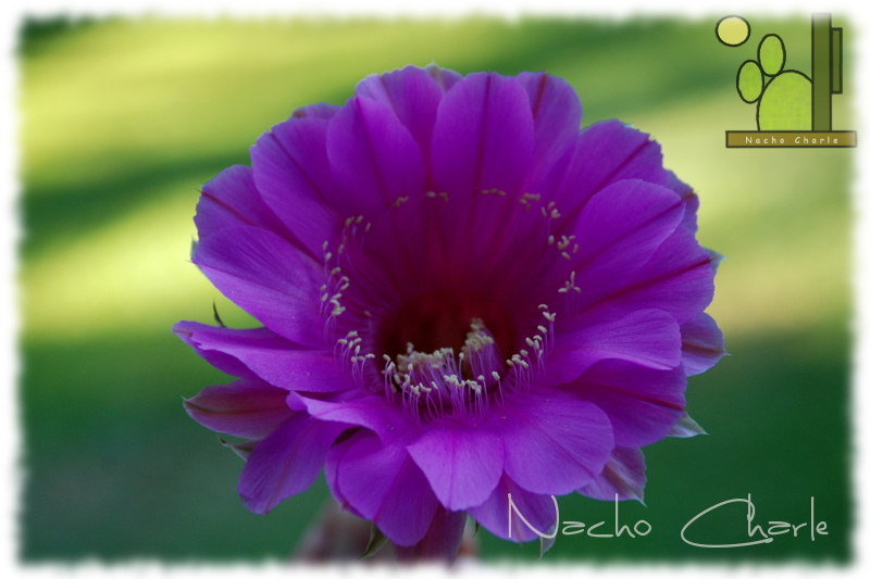 Echinopsis hibrido SYNCOPATION