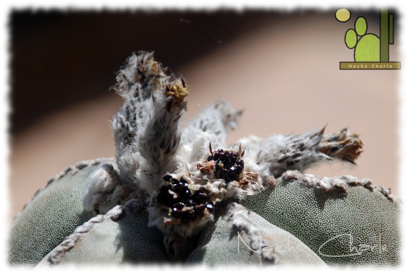 Astrophytum myriostigma 1019 2012 05 22.JPG