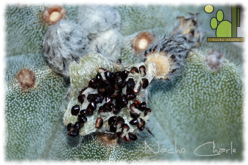 Astrophytum myriostigma 1019 2013 07.JPG