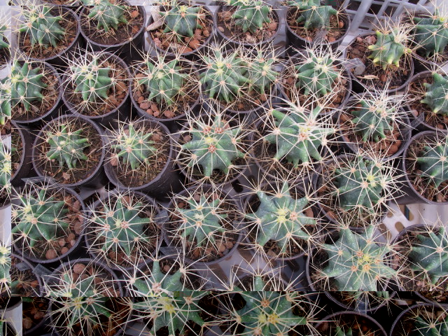Ferocactus glaucescens