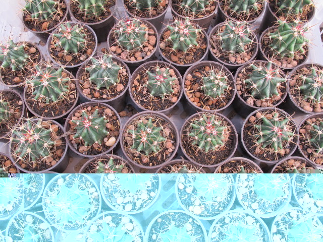 Ferocactus herrerae
