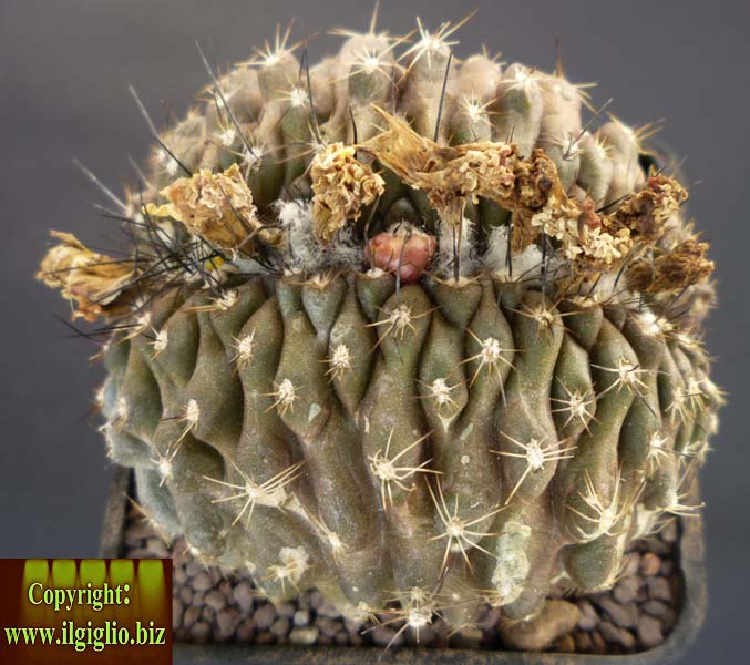 C6M_Copiapoa_mar_4c50034108227.jpg