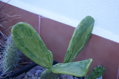 variegata que me dio toni bruger, al cual quiero corresponder con muchos esquejes!