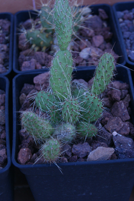 tunilla picardoi?