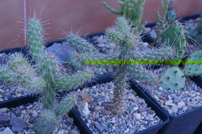 cilindropuntia....