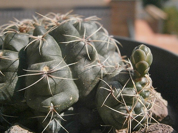 Gymnocalycium baldianum