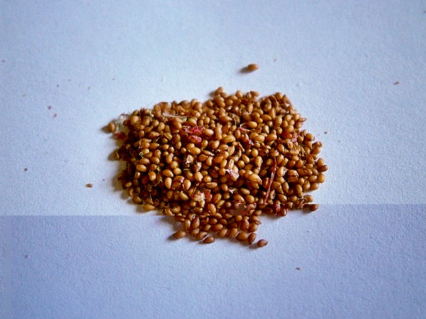 Semillas de Mammillaria magnimamma