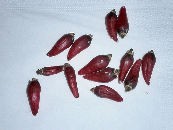 Frutos de Mammillaria magnimamma