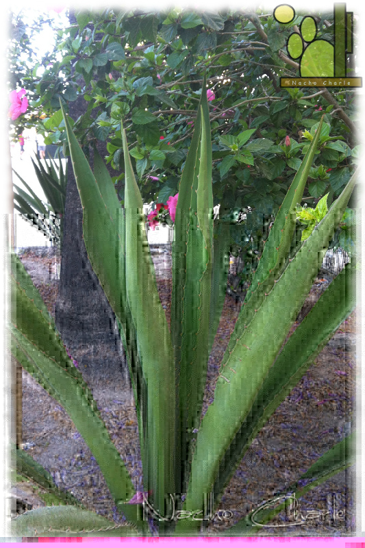 Agave sp. 2013 08 02.JPG