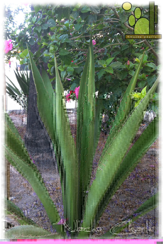 Agave sp. 2013 08 02.JPG