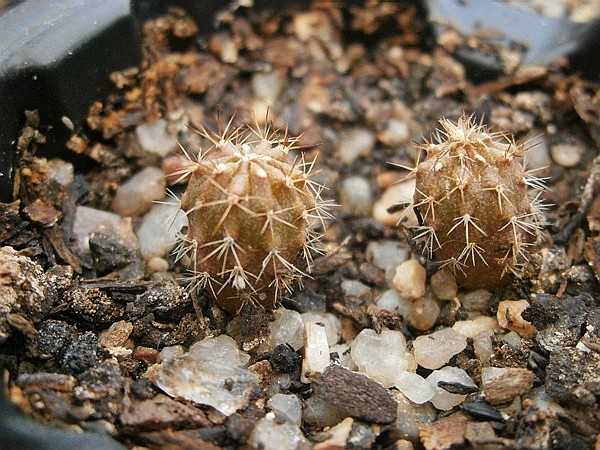 Melitos de Lorette