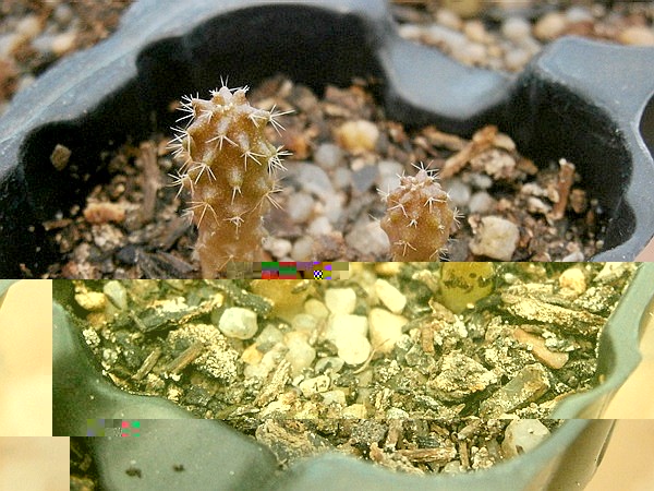 Grusonii de Yamal