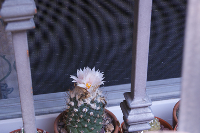 turbinicarpus lophophoroides, no para de sacar flores!