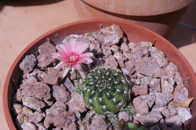 esta planta me enamoro por sus flores, tenia muchas, esta es la ultima, lo raro que veo es que cuando saca una flor, de donde tendría que salir un fruto.... se forma un hijo!! en la foto se puede apreciar en la flor seca