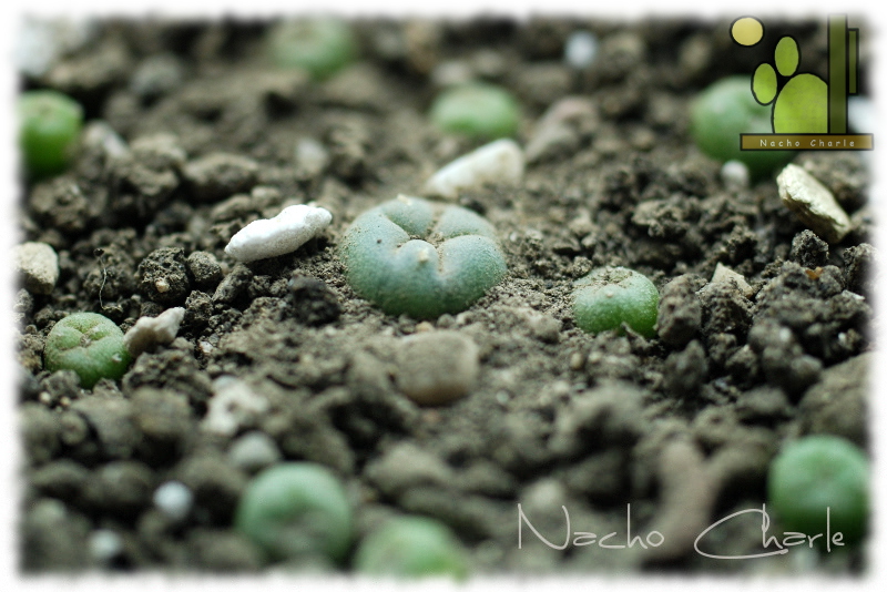 Lophophora williamsii Ch 007 2013 09 02.JPG