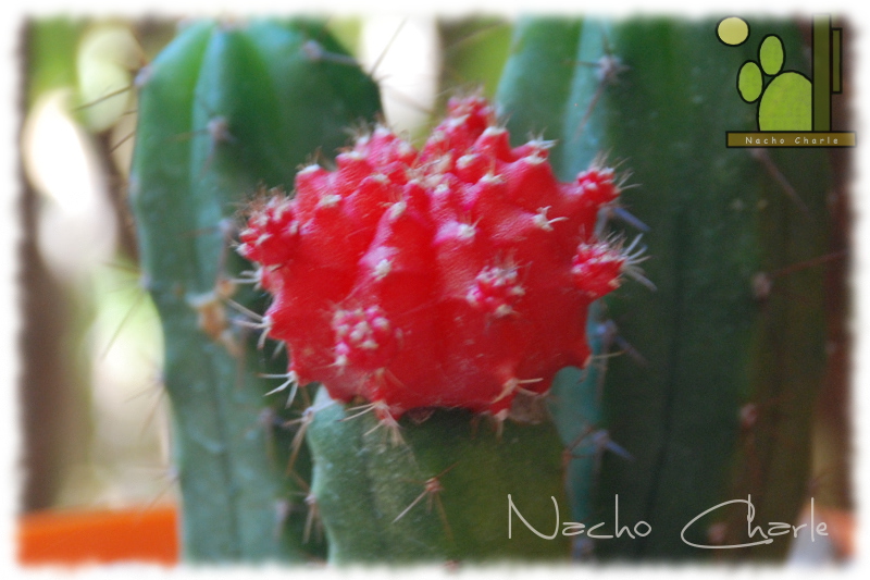 Gymnocalycium  mihanovichii var. friedrichii Hibotan Ch 059 2013 06.jpg