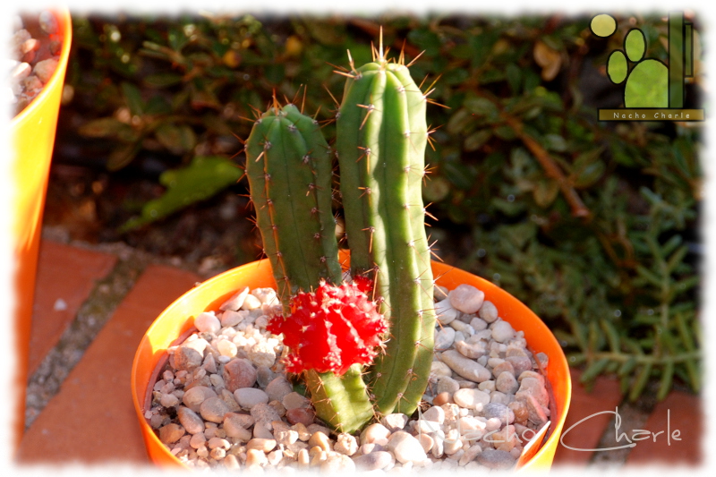 Gymnocalycium  mihanovichii var. friedrichii Hibotan Ch 059 2013 09.jpg