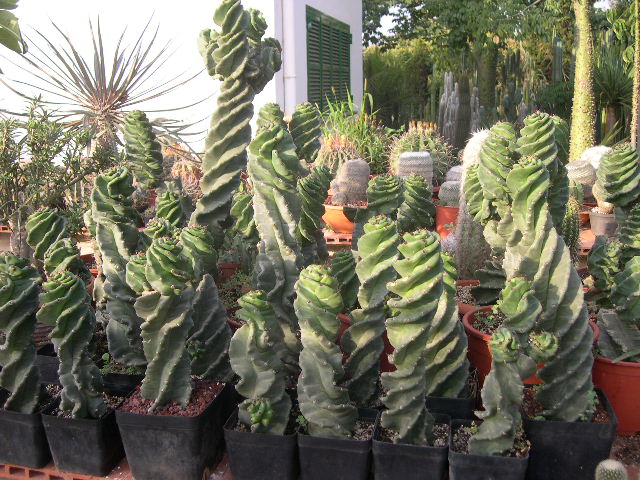DSCN0078.JPG