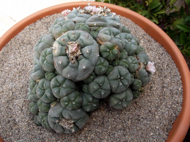 Lophophora williamsii  caespitosa