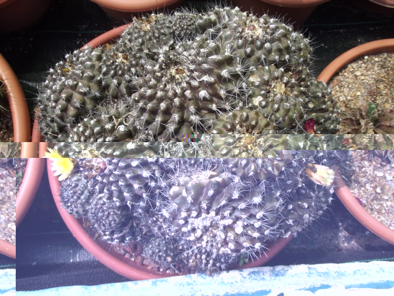 copiapoa humilis